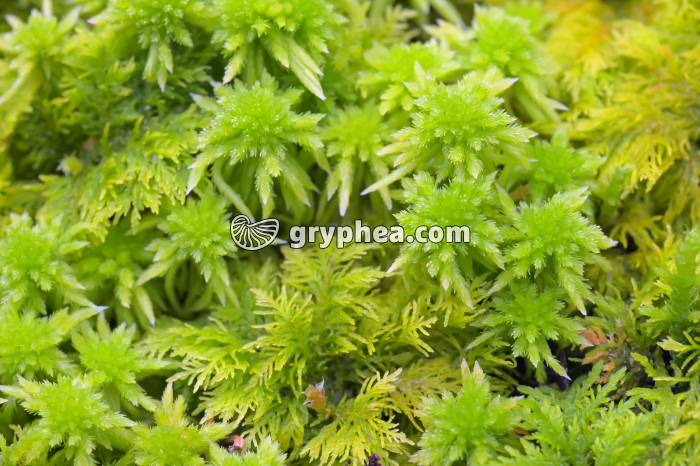 Mousses (Sphagnum et Thuidium sp.) - gryphea.com